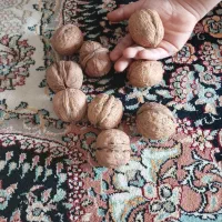 گردوحدود۷۰کیلو