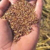 کنجد محلی  یک‌تن موجود فقط عمده ای کیلوی ۲۵۰ مقطوع