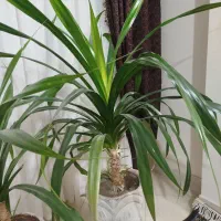 گل طبیعی|گل و گیاه طبیعی|طرقبه, |دیوار