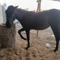 کره اسب