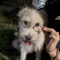 واگذاری رایگان|سگ|تهران, ارامنه|دیوار