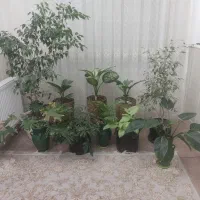 گل و گلدان|گل و گیاه طبیعی|اردکان, |دیوار