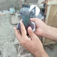 کبوتر گرفتنی پرشی