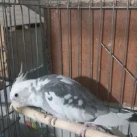 عروس هلندی نر  سخنگو معاوضه  با قناری