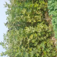 نهال چنار، صنوبر نیگرا، انار و انجیر