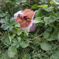 خوکچه های رنگا رنگ|موش و خرگوش|کوچصفهان, |دیوار