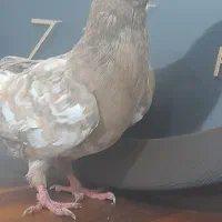 کبوتر کله ای