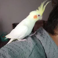 عروس هلندی|پرنده|قیدار, |دیوار