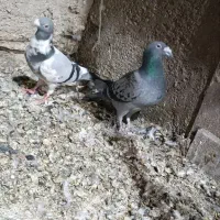 پلنگ نر فروشی کسه خواست|پرنده|تایباد, |دیوار