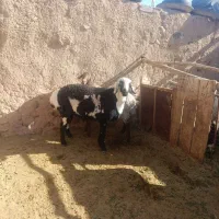 بره قوچی کاور افشاری|حیوانات مزرعه|سربیشه, |دیوار