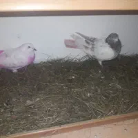 یک جفت طوقی نر وماده|پرنده|ویلکیج, |دیوار