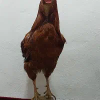 خروس