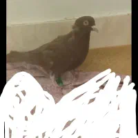 کفتر سرخ  ماده آماده تخم