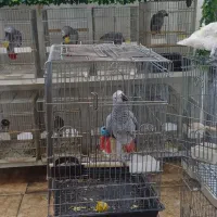 سلطان کاسکو هابه پایین ترین قیمت وبالاترین کیفیت|پرنده|تهران, اسکندری|دیوار