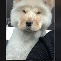 واگذاری چاوچاو چهارماهه