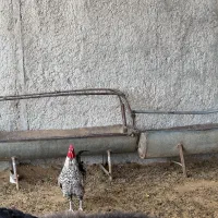 خروس ویاندوت