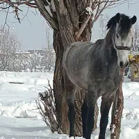 اسب نر ۵سال