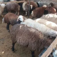 بره چاق برای کشتار