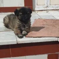 سگ نگهبان|سگ|یزد, |دیوار