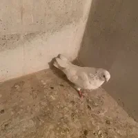 کبوتر|پرنده|دهگلان, |دیوار