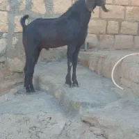 ساورین 1سال|حیوانات مزرعه|کوهدشت, |دیوار