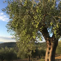 ارسال سریع نهال زیتون ماری فرصت طلایی برای خرید