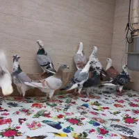 ببووم پلاکی