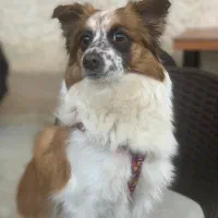گمشده