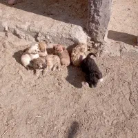 توله سگ پا کوتاه|سگ|مود, |دیوار