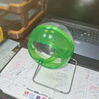 چرخ و فلک همستر