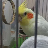 عروس هلندی سخنگو