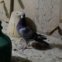 کبوتر پلاکی