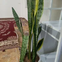 گل و گیاه