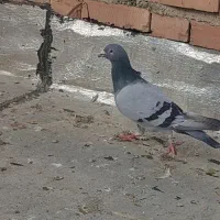 کبوتر|پرنده|سلماس, |دیوار