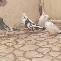 کبوتر