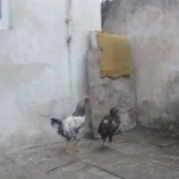خروس محلی ومرغ لاری
