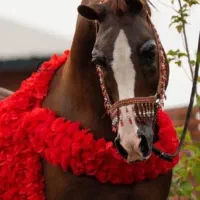 خریدوفروش اسب(چک صیادی)