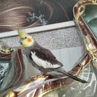 عروس هلندی نر سخنگو