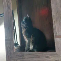 گربه سیاه  بریتیش|گربه|محمدیه-قزوین, |دیوار