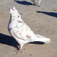 ۷کبوتر اس زیر قیمت یکجای دونه ۱۰۰مقطوع ۷۰۰