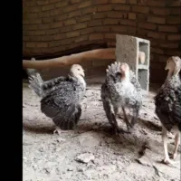 جوجه بوقلمون برنز و بوربون و بیوتی 2ماهه