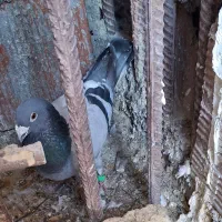 سبز کبوتر|حیوانات|بجنورد, |دیوار