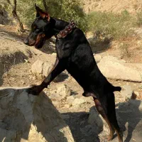 دوبرمن فوق العاده خاص تیپ اروپایی