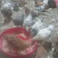 جوجه های نیمچه ۲ ماهه
