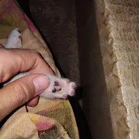 گربه|گربه|کرمانشاه, |دیوار