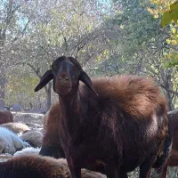 میش آبستن بره دار هترو