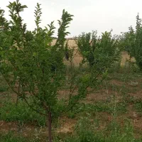 باغ ۴۰۰۰ متری آب لوله کشی مجوز رسمی سرمایه گذاری|فروش خانه و ویلا|بلبان آباد, |دیوار