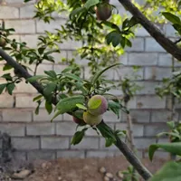 باغ وباغچه140متر/35مترسوئیت کامل/کنتوربرق واب|فروش زمین و ملک کلنگی|تهران, امیریه|دیوار