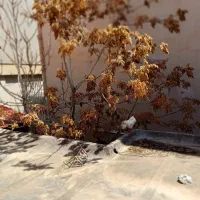 خروس محلی آواز خوان