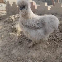 فروش مولد مرغ ابریشمی|حیوانات مزرعه|نسیم‌شهر, |دیوار